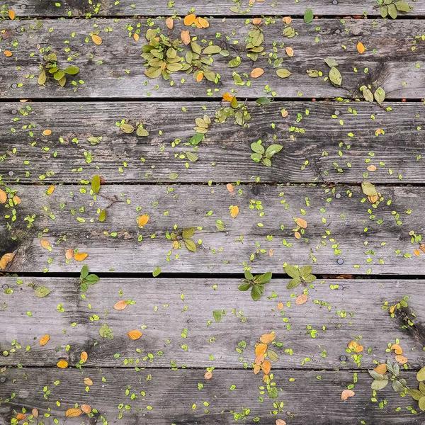 Habanero Mango Jam - image 2