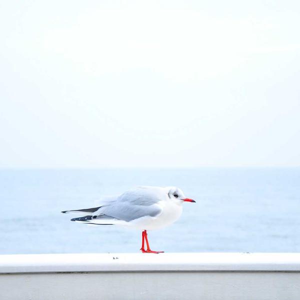 Mechanical Keyboard – Walnut Edition - image 2