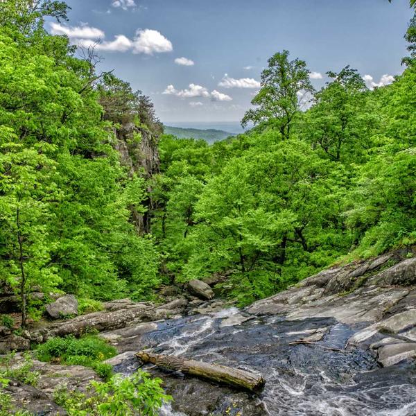 Single Origin Ethiopian Coffee - image 2