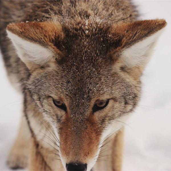 Mountain Landscape Print - image 2