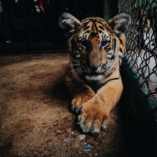 Botanical Print Collection (Set of 3) - image 2