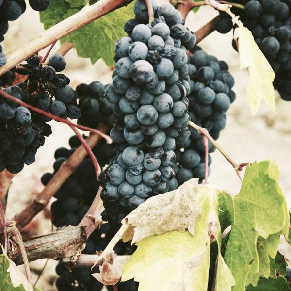 Birch Wood Utensil Set - image 3